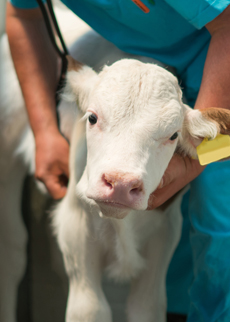 Sprayable wound treatment for screwworm control in cattle