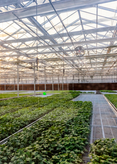 Increasing mutation frequency for trait discovery in crops