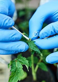 DNA insertion in crops