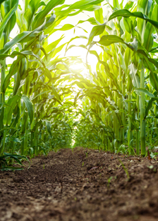 Cutworms rearing and testing on field crops