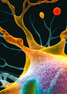Seeking Repurposed Therapeutics for the Treatment of Motor Neuron Disease