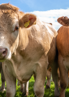 Cows