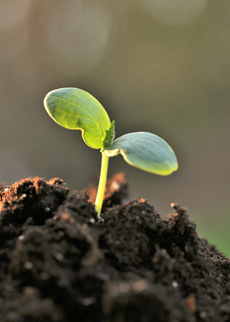 Seed health tests for pathogen viability