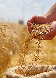 Seed production services in controlled environments