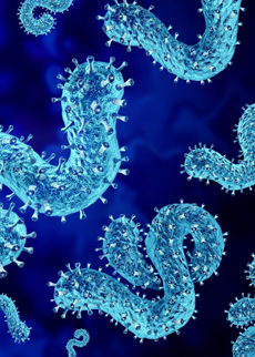 AI-Enabled Discovery of Broad-Spectrum Small Molecule Inhibitors for Filoviruses