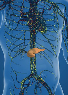 Taste Receptors
