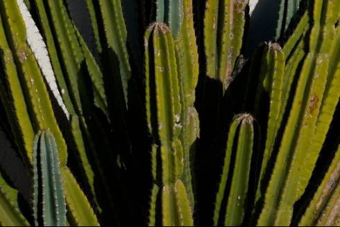 Image of Cacti