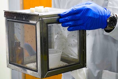 Mosquitoes used by Dr. Adams and his team to study malaria parasites are kept in secure containers in an insectary at USF