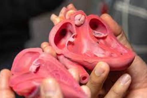 A 3D printed, anatomically accurate model of a human heart printed at Tampa General Hospital