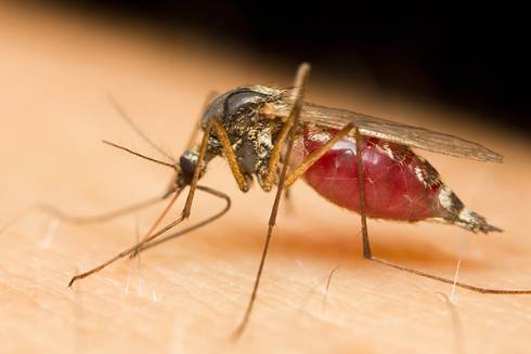 Mosquito on skin