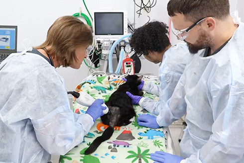 University of South Florida: A Preeminent Research University