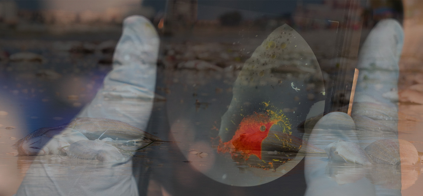 USF-engineered material uses sunlight to reduce Florida's red tide