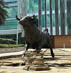 usfbull
