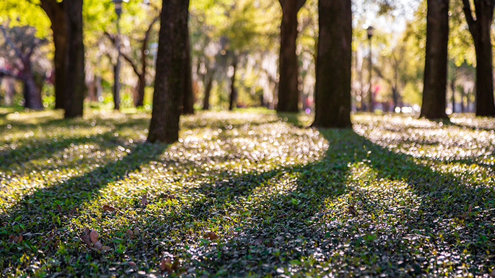 tree trunks at ground level with ivy covered ground on Tampa campus with sunlight streaming through