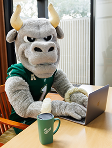 Rocky the Bull typing on a laptop