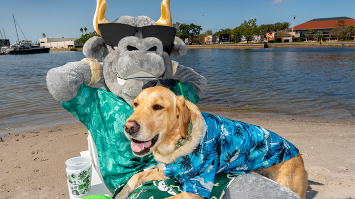 Snowbird, USF's campus comfort dog, sits on Rocky the Bull's lap while both lounge in tropical shirts on a beach