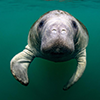 Manatee