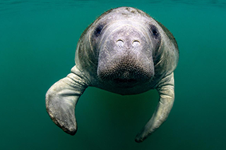 Manatee