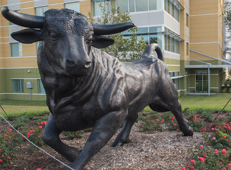 usf bull statue