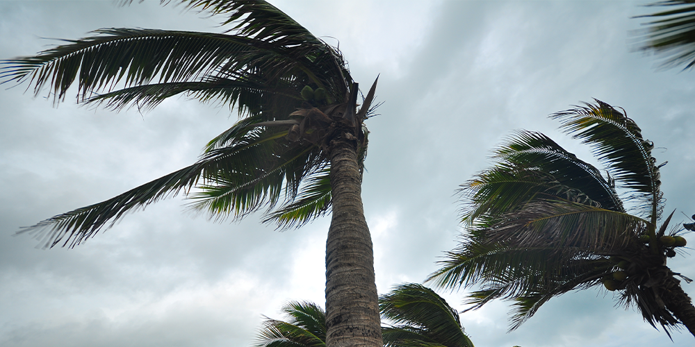 Palm trees swaying in storm