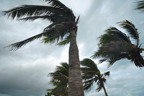 Palm trees swaying in storm
