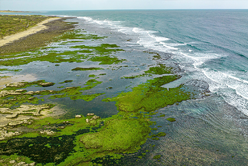 ocean with green algea