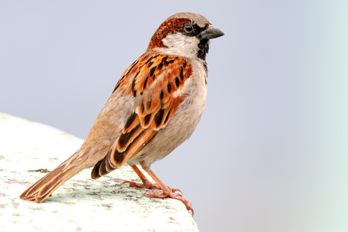 Sparrow on rock