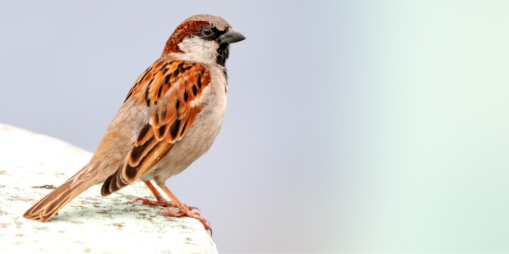 Sparrow on rock